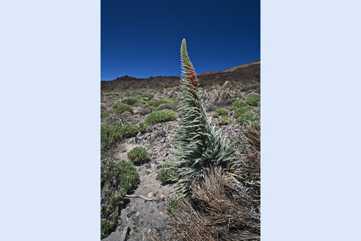 14 maggio Teide